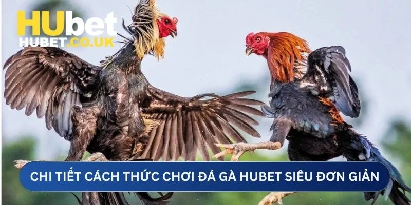 Chi tiết cách thức chơi đá gà Hubet siêu đơn giản