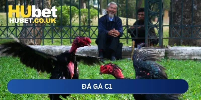 Đá gà C1 Hubet