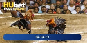 Đá gà C3