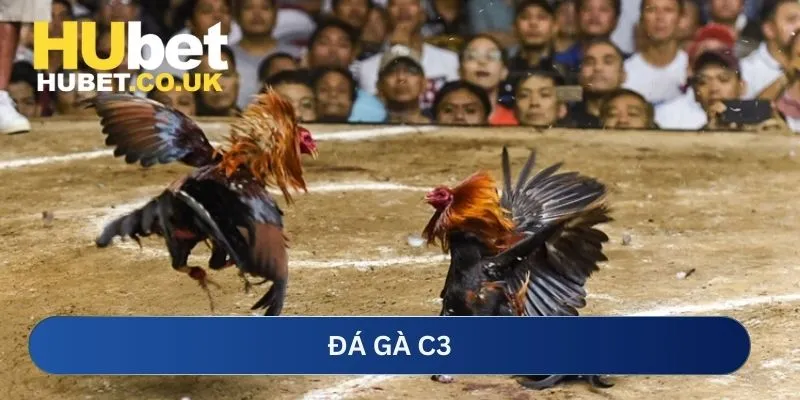Đá gà C3
