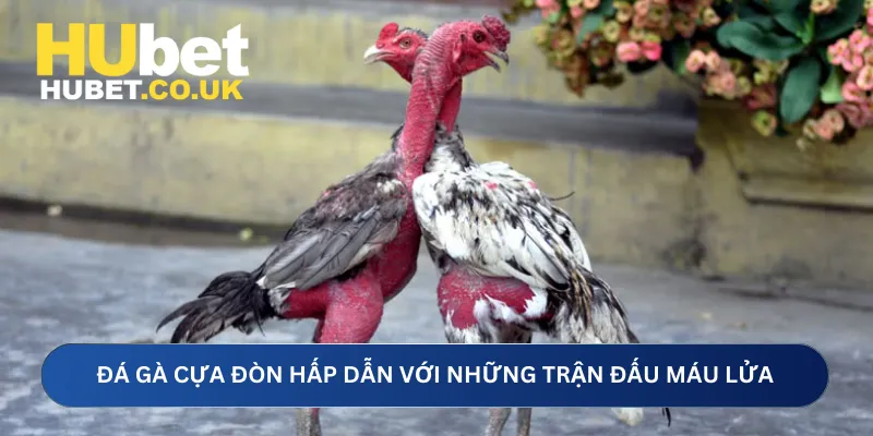 Đá gà cựa đòn hấp dẫn với những trận đấu máu lửa