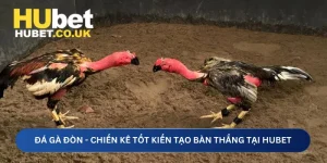 Đá gà đòn tại Hubet