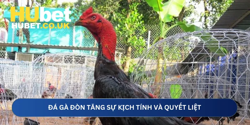 Đá gà đòn tăng sự kịch tính và quyết liệt