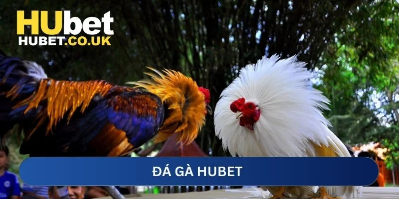 Sảnh đá gà Hubet