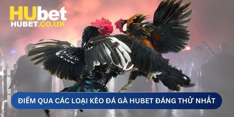 Điểm qua các loại kèo đá gà Hubet đáng thử nhất