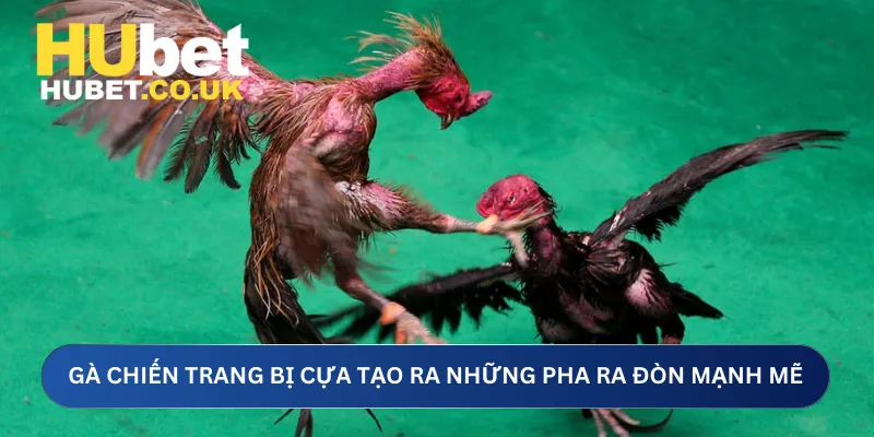 Gà chiến trang bị cựa tạo ra những pha ra đòn mạnh mẽ