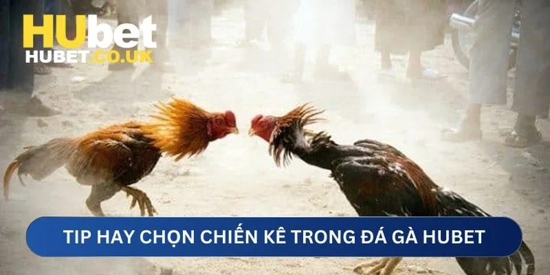 Tip hay chọn chiến kê trong đá gà Hubet